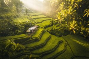 Tegallalang Rice fields terraces in Ubud, Bali