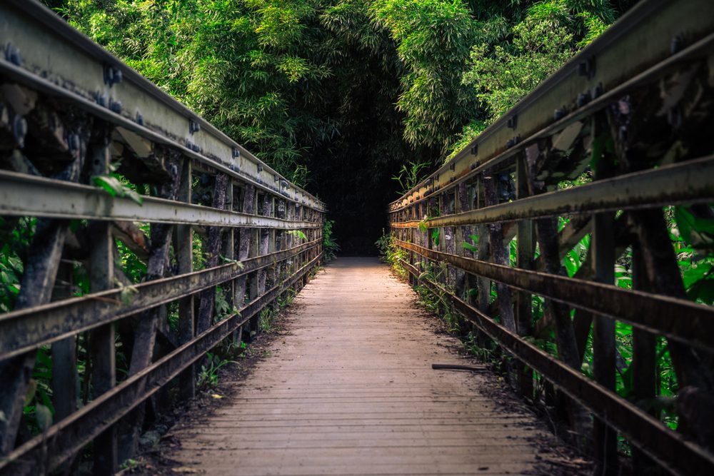 bamboo forest, pipiwai trail Maui
