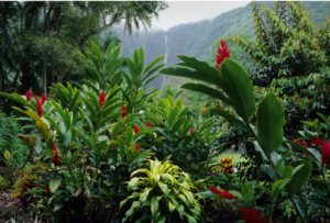 How Many Days Do You Need in Hawaii? Waterfall seen in background, peeking through green foliage and red ginger plants.