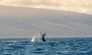 How Many Days Do You Need in Hawaii? The tail of a big whale popping out from the ocean near Maui Island, Hawaii