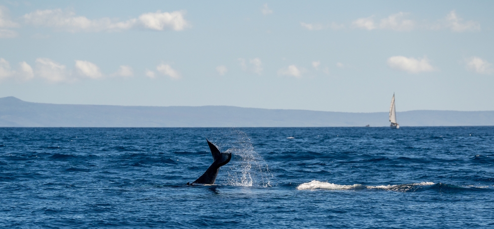 Whale tail off coast of Maui