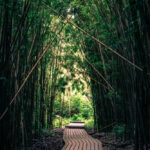 Trail going through a lush, dense bamboo forest with soft late afternoon light. Shot on the Pipiwai Trail in Maui, Hawaii USA.