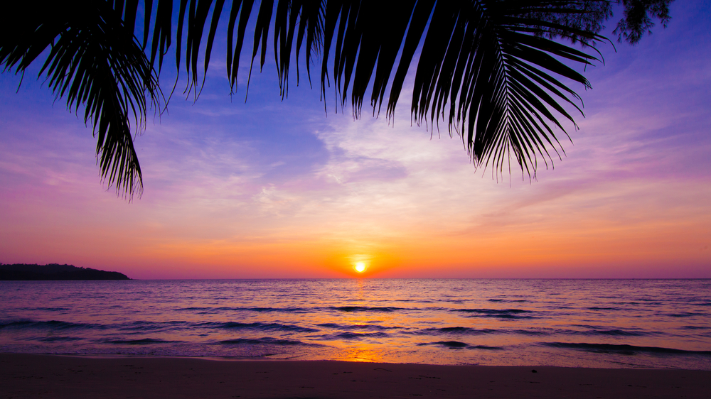 sunset landscape. beach sunset. palm trees silhouette on sunset tropical beach